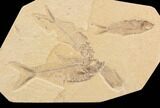 Wide Fossil Fish Mortality Plate - Wyoming #91576-1